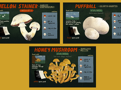 Mushroom ID Cards charts fungus illustration infographics lettering mushrooms mycology science illustration typography