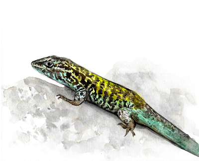 Liolaeumus negroviridis illustration