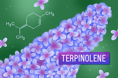 Terpinolene chemical design flower graphic design illustration lilac plant procreate purple syringa violet