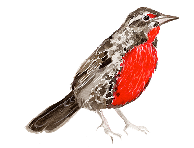 Long-tailed meadowlark illustration