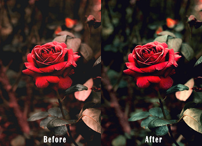 Flower Image Color Correction