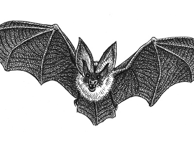 Bat animals art artist artwork bat drawing flying hand drawn illustration ink