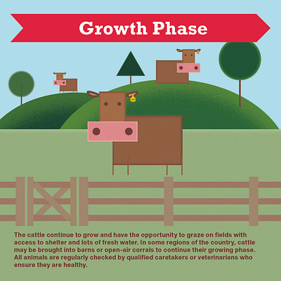 Canadian Beef life cycle booklet adobe illustrator agriculture alberta canada design graphic design illustration print production