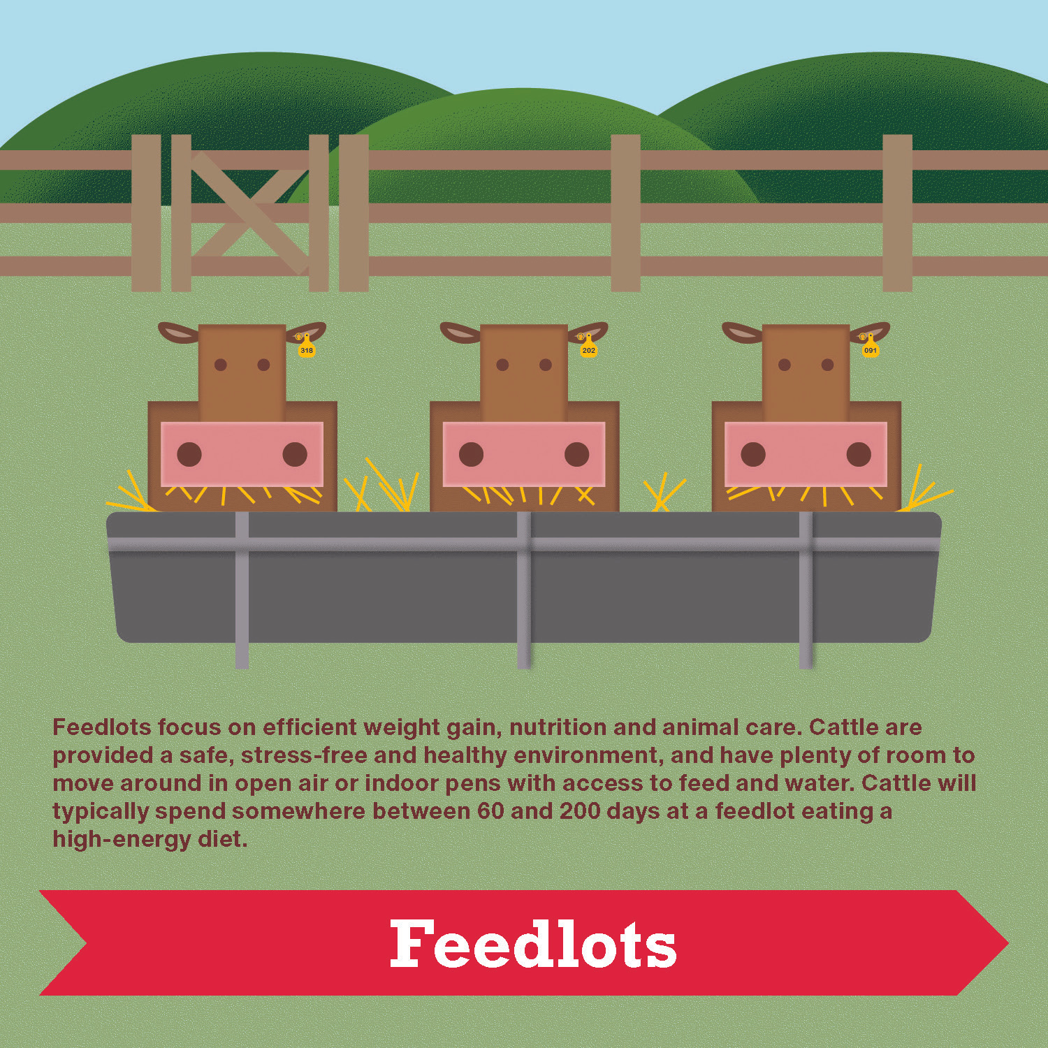 Canadian Beef life cycle booklet by gary blaney on Dribbble
