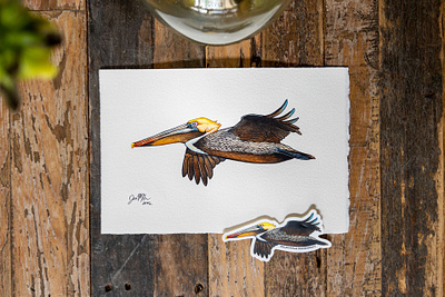 Brown Pelican Study 2022 - In Flight bird bird art birding birdwatching brown pelican pelican scientific illustration sticker wildlife