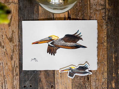 Brown Pelican Study 2022 - In Flight bird bird art birding birdwatching brown pelican pelican scientific illustration sticker wildlife