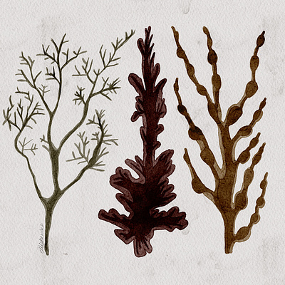 Seaweed art design england english greetingcard illustration ipad natural nature paper pattern realistic seaweeds texture texturedpaper uk