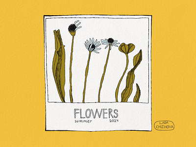 The portrait of summer flowers clover daisy drawing flower flowers graphic design illustration illustrator plantain polaroid summer