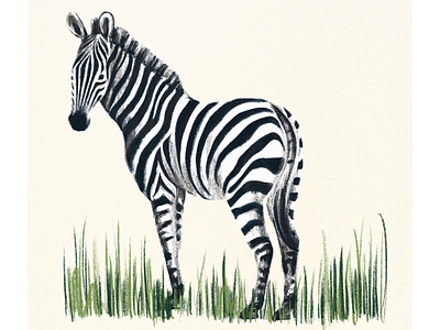 Zebra Illustration animal illustration illustration safari illustration zebra zebra illustration zoo illustration