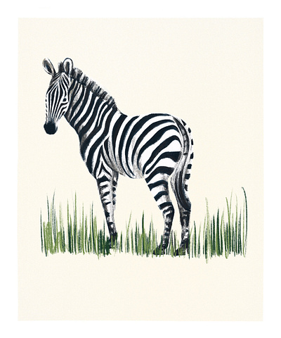 Zebra Illustration animal illustration illustration safari illustration zebra zebra illustration zoo illustration