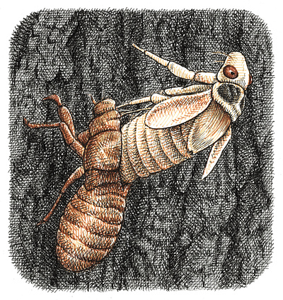 Cicada Emerging animals art artist artwork drawing hand drawn illustration ink insect