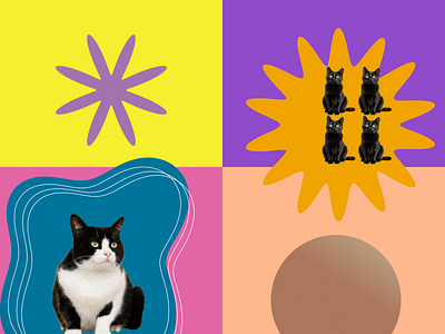 Bright Color Palette adoption website cat color palette contrast pet visual exploration