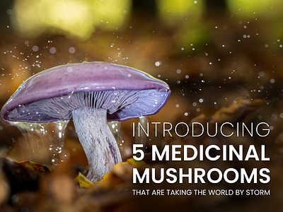 Introducing 5 Medicinal Mushrooms branding ui