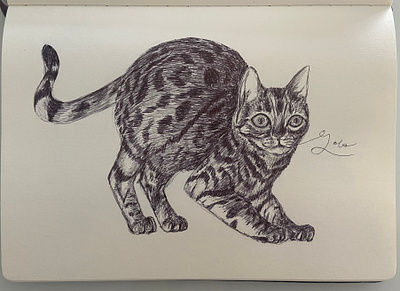 Ballpen Cat 🐈‍⬛ ballpen cat cats design drawing illustration sketch