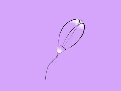 Emilemilija GIF for summer 2d animation animation bird cel animation flower frame by frame gif hand drawn illustration line drawing minimal procreate