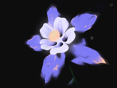 Colorado blue columbine - 耧斗菜🤺 blue flower graphic design illustration illustrator mystery nature plants vector