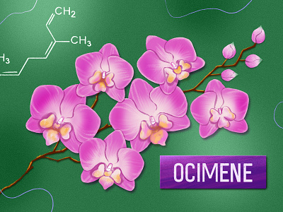 Orchid art bloom blossoms floral flower flower illustration hand drawn illustration nature orchid pink procreate