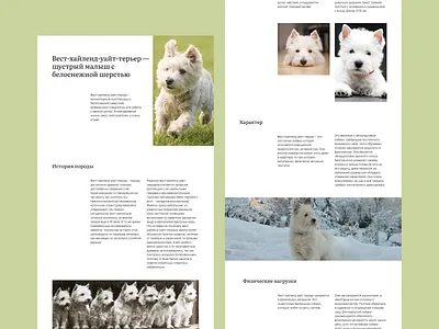 Longread design about West Highland White Terriers animals concept dogs longread ui uxui design westies