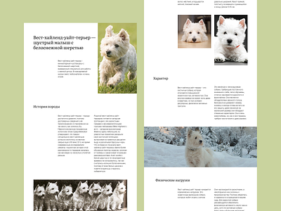 Longread design about West Highland White Terriers animals concept dogs longread ui uxui design westies