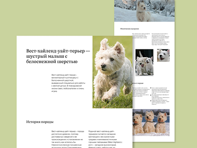 Longread about the West Highland White Terrier animals concept design longread ui uxui design westies