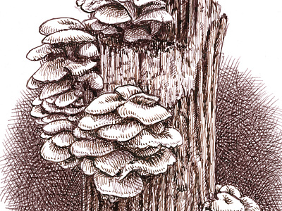 Fungus art artist artwork drawing hand drawn illustration ink mushroom nature