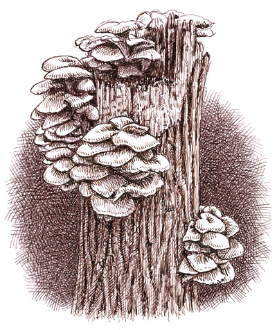 Fungus art artist artwork drawing hand drawn illustration ink mushroom nature