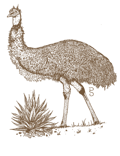 Bonnie the Emu graphic design illustration