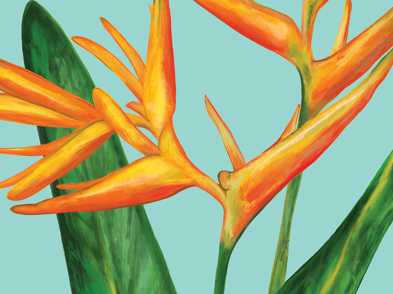 Flower Painting for Skincare Packaging beauty beauty packaging botaical botanical illustration botanical painting cosmetic cosmetic packaging flower flower drawing flower painting heliconia orange organic packaging painting plant skincare sunscreen tropical tropical plant