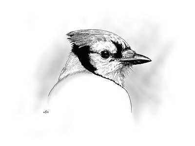 American Blue Jay digitalillustration illustration penandink