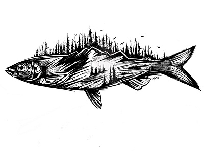 whitefish. graphic design illustration