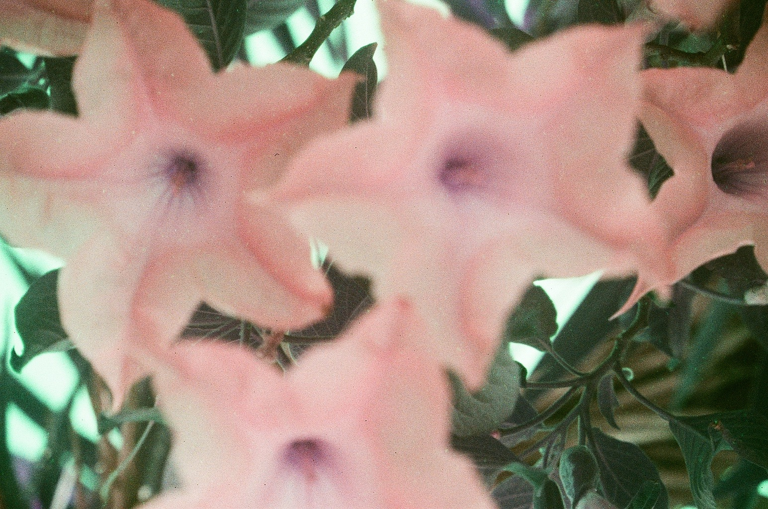 lomog purp aesthetic color shift film flora flowers grainy lomography photography purple