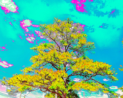 tall beautiful tree branches clouds digital art foliage sky tree