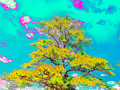 tall beautiful tree branches clouds digital art foliage sky tree