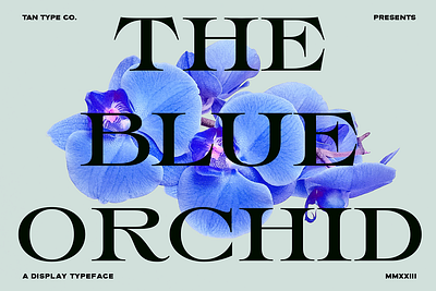 TAN THE BLUE ORCHID Free Download elegant font fashion font luxury font old world retro font stylish font traditional serif vintage font