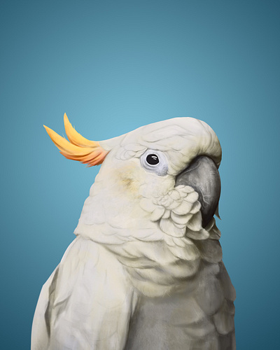 Digital painting - Citron-crested cockatoo animal clip clip studio paint digital drawing illustration painting