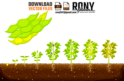 Soybean plant growth stages. vegetable growing | RONYGD | RONY illustrationdesign