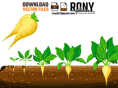Sugar beet growth stages | RONY | RONY HASSAN | RONYGD illustrationdesign