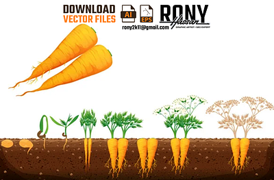 Carrot plant growth stages | RONY | RONY HASSAN | RONYGD illustrationdesign