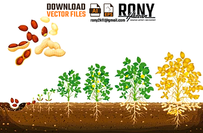 Peanut growing stages vector | RONY | RONY HASSAN | RONYGD illustrationdesign