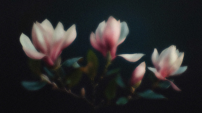 Blurry Grainy Flowers ai bilge paksoylu blurr botanical floral flower grain grungy illustraion noise photoshop