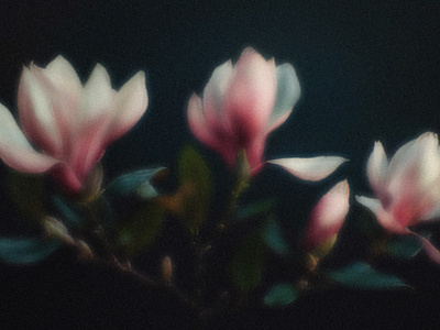 Blurry Grainy Flowers ai bilge paksoylu blurr botanical floral flower grain grungy illustraion noise photoshop