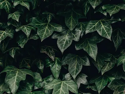 Typography Animation animation ivy motion graphics typography typography animation