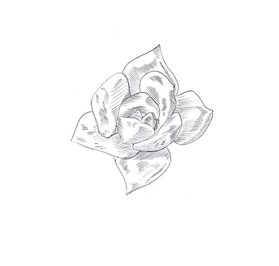 Dibujos botánicos illustration