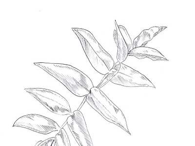 Botanical sketches illustration