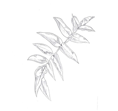 Botanical sketches illustration