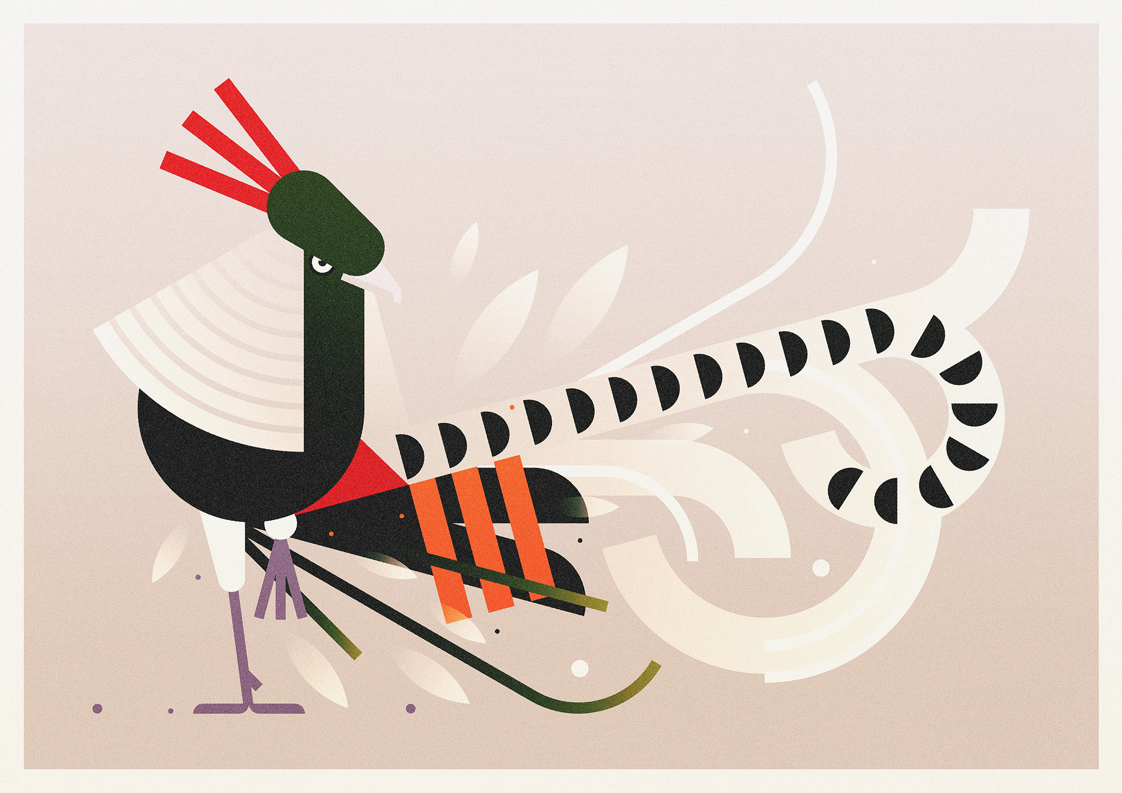 STRUT, Lady Amherst's Pheasant (2024) branding design illustration minimal illustration nature vector wildlife