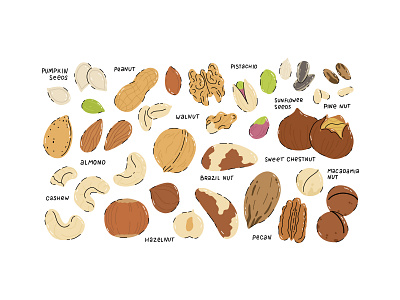 Nuts and seeds set cartoon concept design flat food illustration natural nuts raw seeds simple vector vegan vegetarian