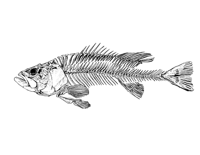 Fish illustration nature realistic drawing scientific