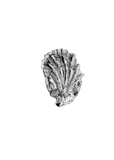 Oyster realistic drawing scientific illustration