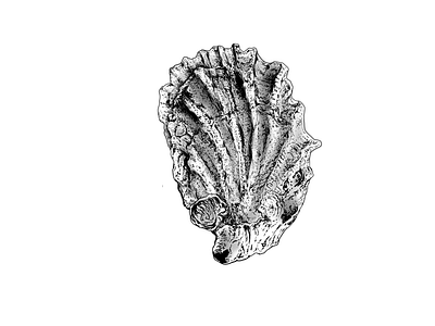 Oyster realistic drawing scientific illustration